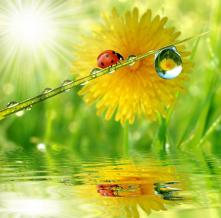 Обои 5811 Цветы фотообои (Walldeco)