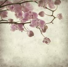 Обои 5831 Цветы фотообои (Walldeco)