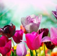 Обои 5888 Цветы фотообои (Walldeco)