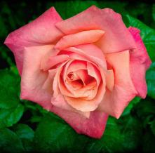 Обои 5896 Цветы фотообои (Walldeco)