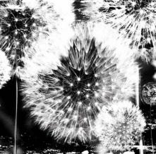 Обои des-26 Цветы фотообои (Walldeco)