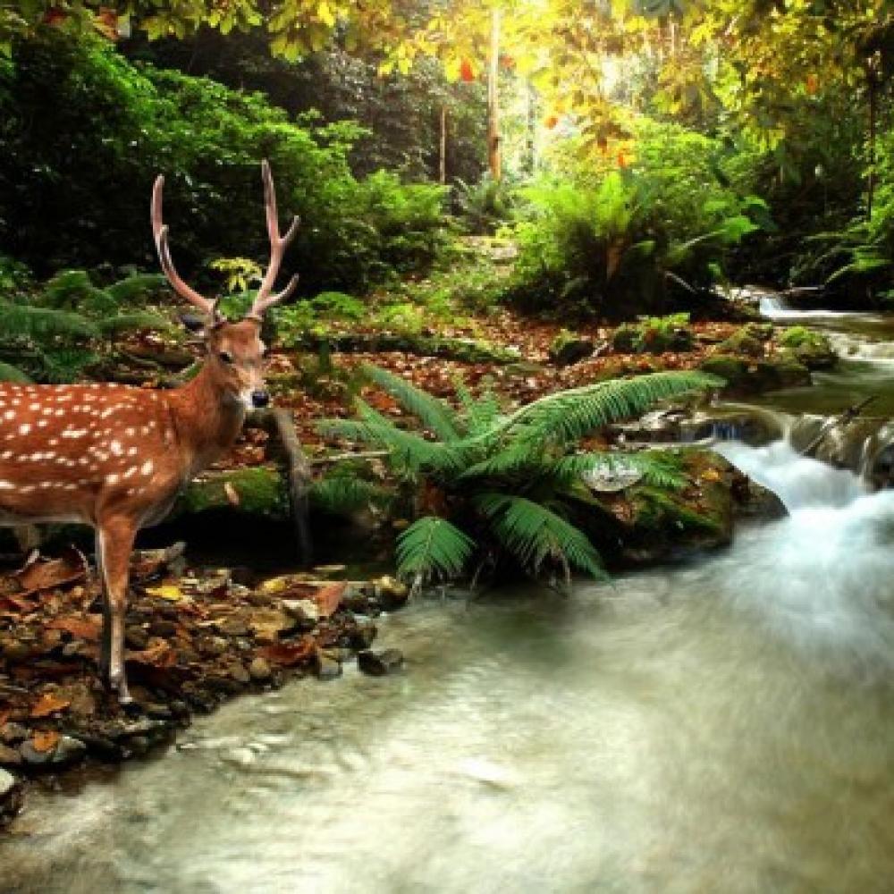 Обои 0124 Природа фотообои (Walldeco): фото, зображення, колір, малюнок