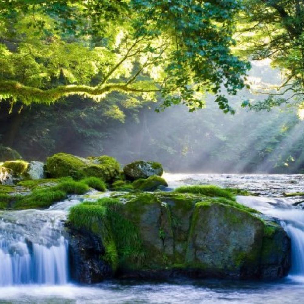 Обои 0126 Природа фотообои (Walldeco): фото, зображення, колір, малюнок