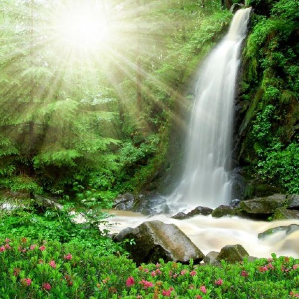 Обои 0127 Природа фотообои (Walldeco): фото, зображення, колір, малюнок