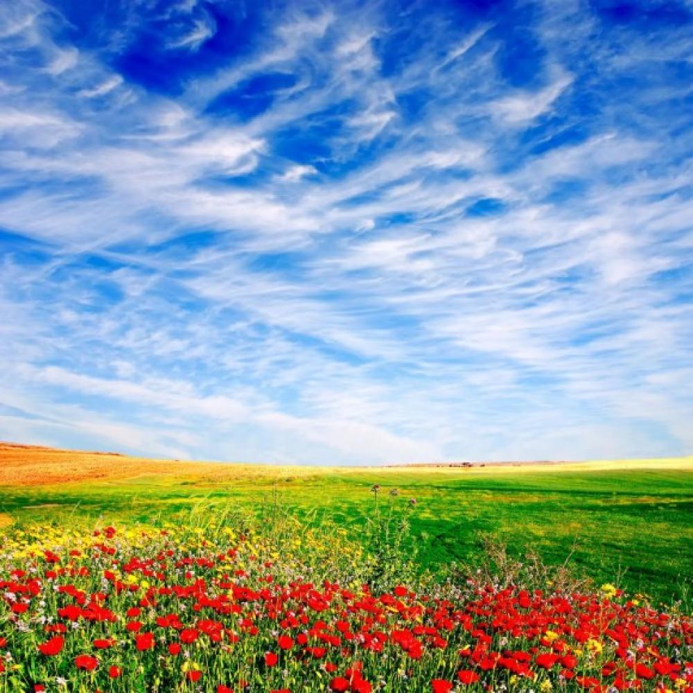 Обои 0735 Природа фотообои (Walldeco): фото, зображення, колір, малюнок