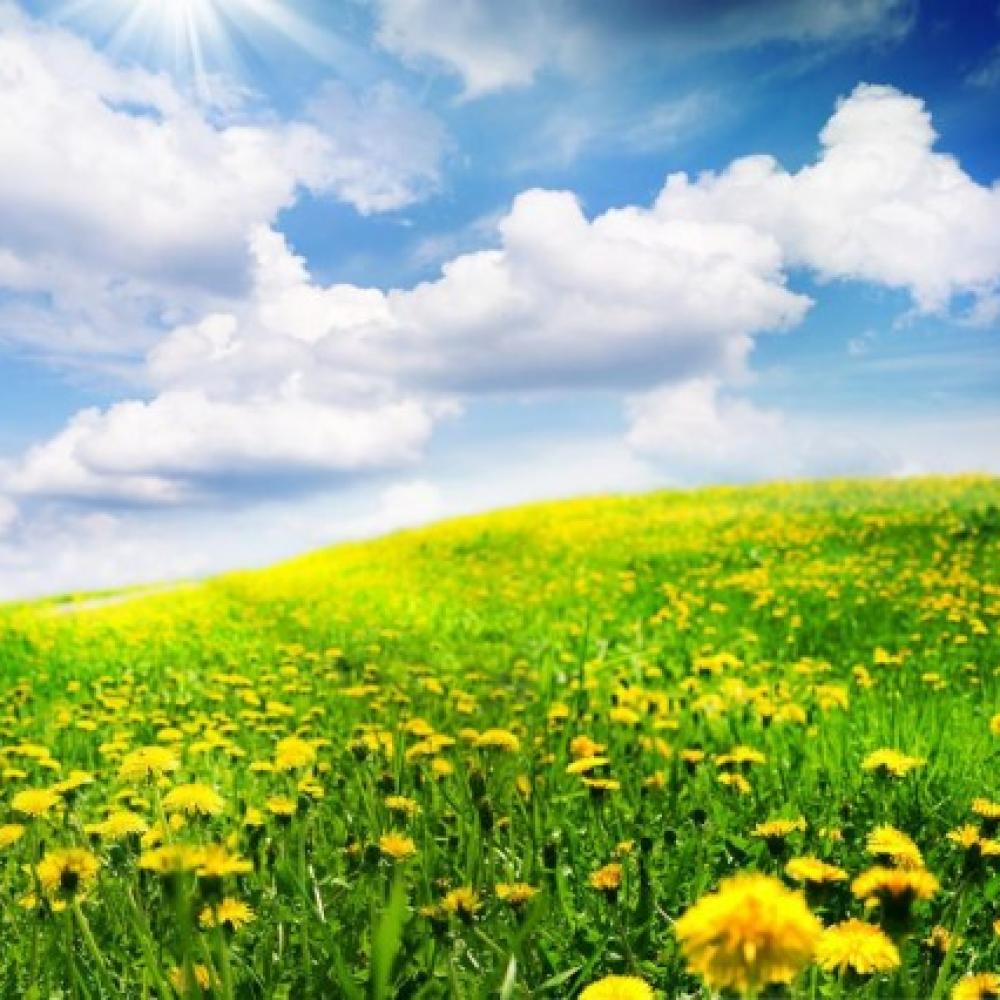 Обои 0738 Природа фотообои (Walldeco): фото, зображення, колір, малюнок