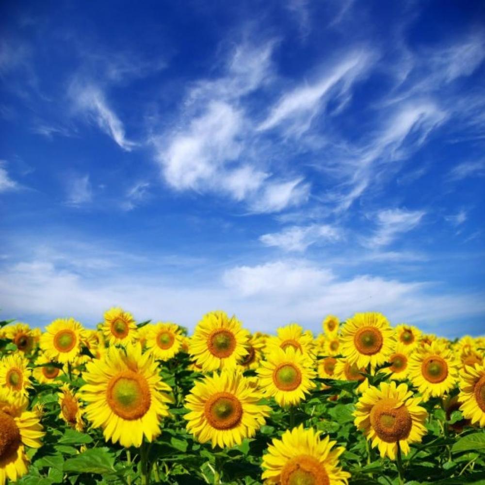 Обои 0746 Природа фотообои (Walldeco): фото, зображення, колір, малюнок