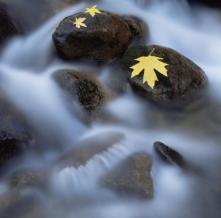 Обои 0808 Природа фотообои (Walldeco)