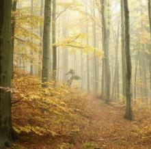 Обои 0815 Природа фотообои (Walldeco)