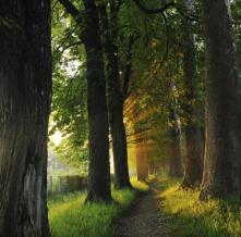 Обои 0817 Природа фотообои (Walldeco)