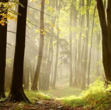 Обои 0818 Природа фотообои (Walldeco)