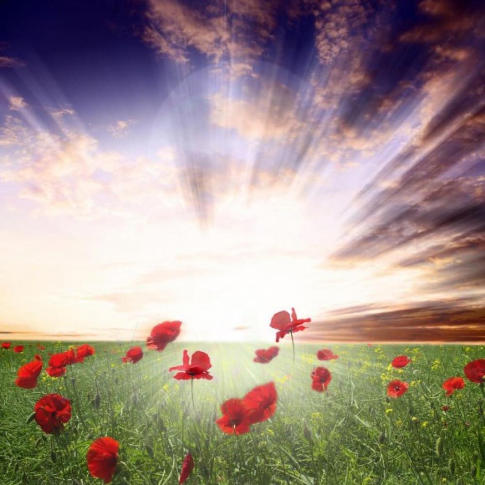Обои 0820 Природа фотообои (Walldeco): фото, зображення, колір, малюнок
