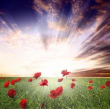 Обои 0820 Природа фотообои (Walldeco)