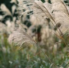 Обои 0830 Природа фотообои (Walldeco)