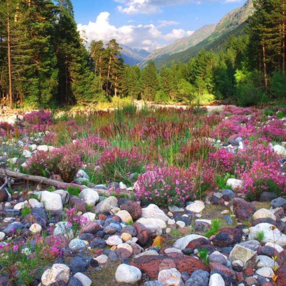 Обои 0833 Природа фотообои (Walldeco): фото, зображення, колір, малюнок