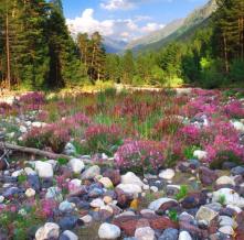 Обои 0833 Природа фотообои (Walldeco)