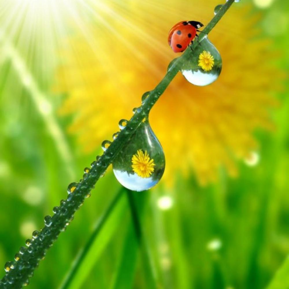 Обои 0836 Природа фотообои (Walldeco): фото, зображення, колір, малюнок