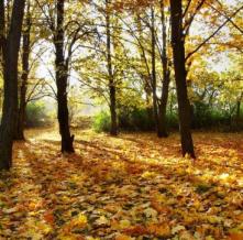 Обои 0838 Природа фотообои (Walldeco)