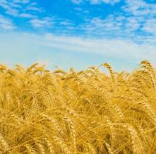 Обои 0840 Природа фотообои (Walldeco)
