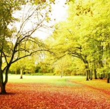 Обои 0843 Природа фотообои (Walldeco)