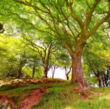 Обои 0847 Природа фотообои (Walldeco)