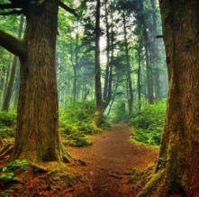 Обои 0851 Природа фотообои (Walldeco)