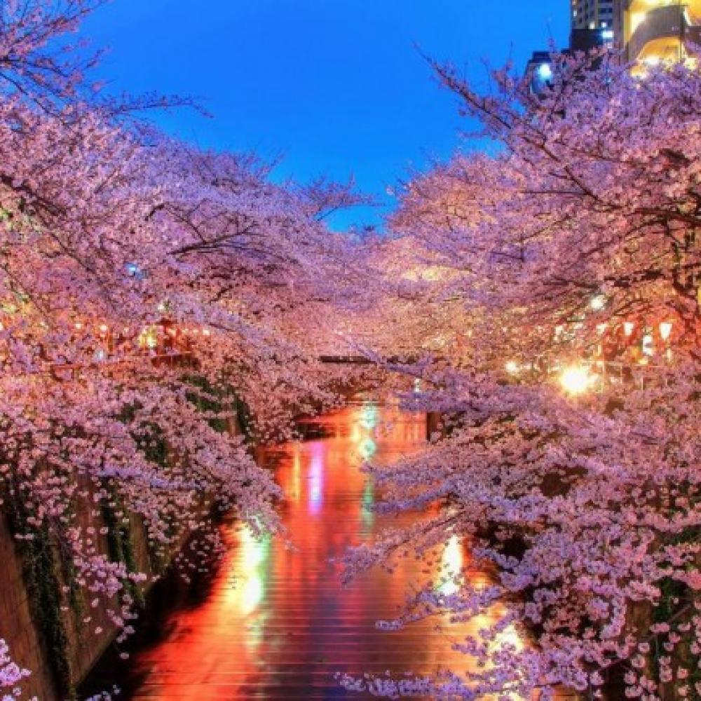 Обои 0856 Природа фотообои (Walldeco): фото, зображення, колір, малюнок