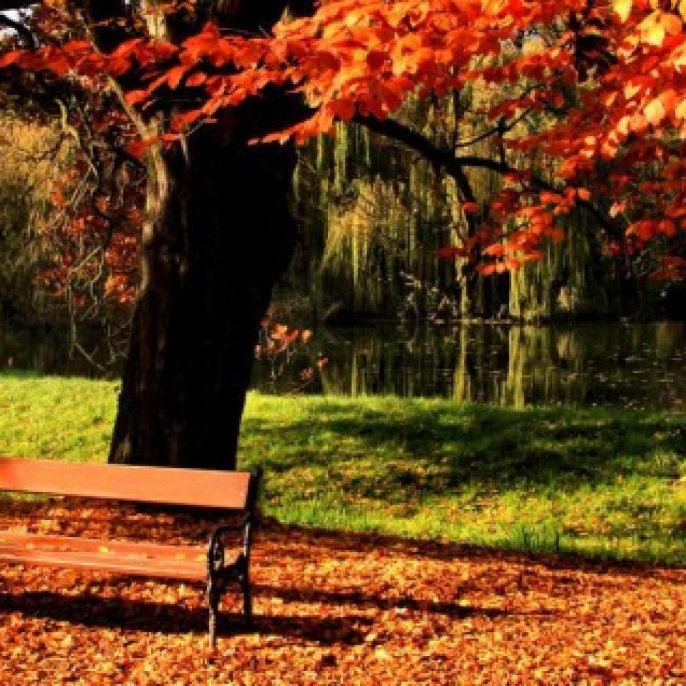 Обои 0860 Природа фотообои (Walldeco): фото, зображення, колір, малюнок