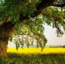 Обои 0862 Природа фотообои (Walldeco)