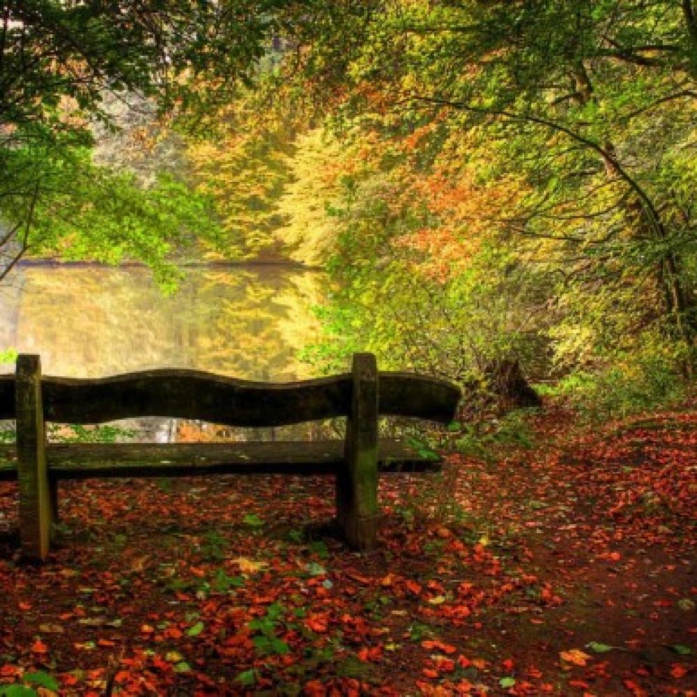 Обои 0867 Природа фотообои (Walldeco): фото, зображення, колір, малюнок