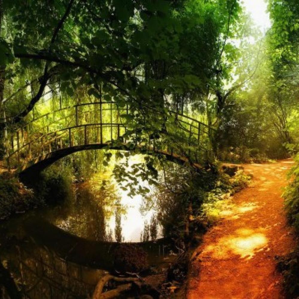 Обои 0868 Природа фотообои (Walldeco): фото, зображення, колір, малюнок