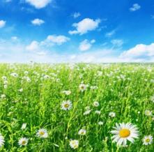 Обои 0874 Природа фотообои (Walldeco)