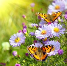 Обои 0877 Природа фотообои (Walldeco)