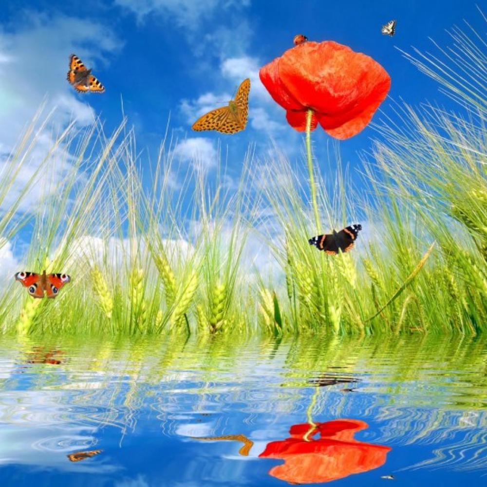 Обои 0878 Природа фотообои (Walldeco): фото, зображення, колір, малюнок
