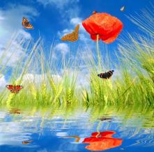 Обои 0878 Природа фотообои (Walldeco)