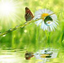 Обои 0879 Природа фотообои (Walldeco)