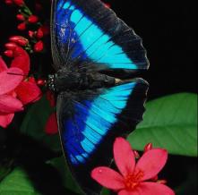 Обои 0886 Природа фотообои (Walldeco)