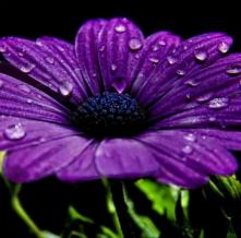 Обои 1159 Цветы фотообои (Walldeco)