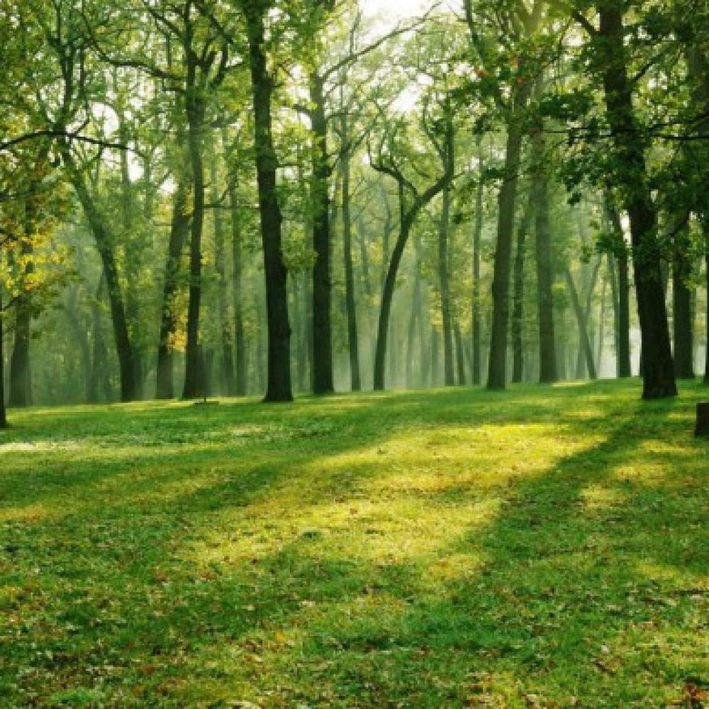 Обои 12197 Природа фотообои (Walldeco): фото, зображення, колір, малюнок