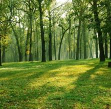 Обои 12197 Природа фотообои (Walldeco)