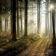 Обои 1251 Природа фотообои (Walldeco)