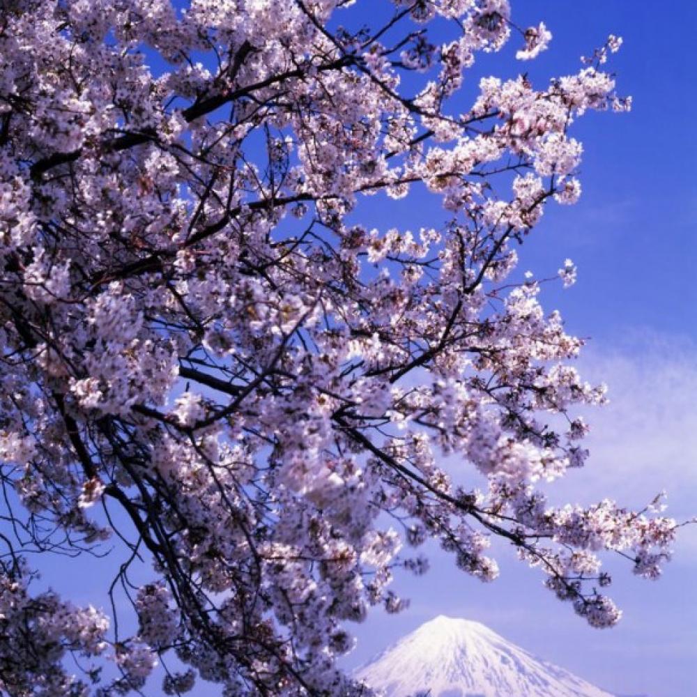 Обои 1298 Природа фотообои (Walldeco): фото, зображення, колір, малюнок