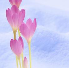 Обои 1318 Цветы фотообои (Walldeco)