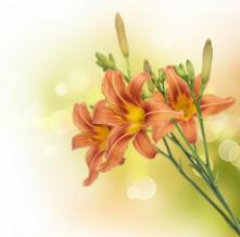Обои 1328 Цветы фотообои (Walldeco)