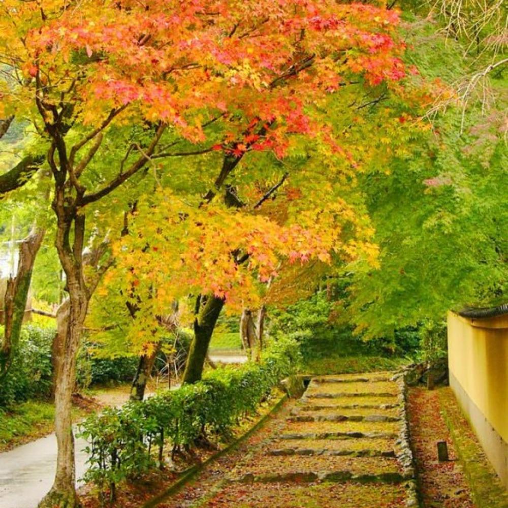 Обои 1466 Природа фотообои (Walldeco): фото, зображення, колір, малюнок