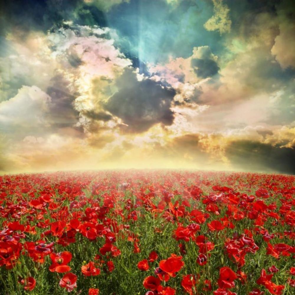 Обои 1469 Природа фотообои (Walldeco): фото, зображення, колір, малюнок