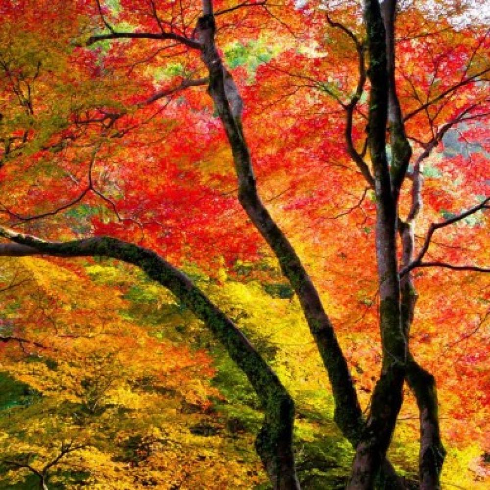 Обои 1499 Природа фотообои (Walldeco): фото, зображення, колір, малюнок