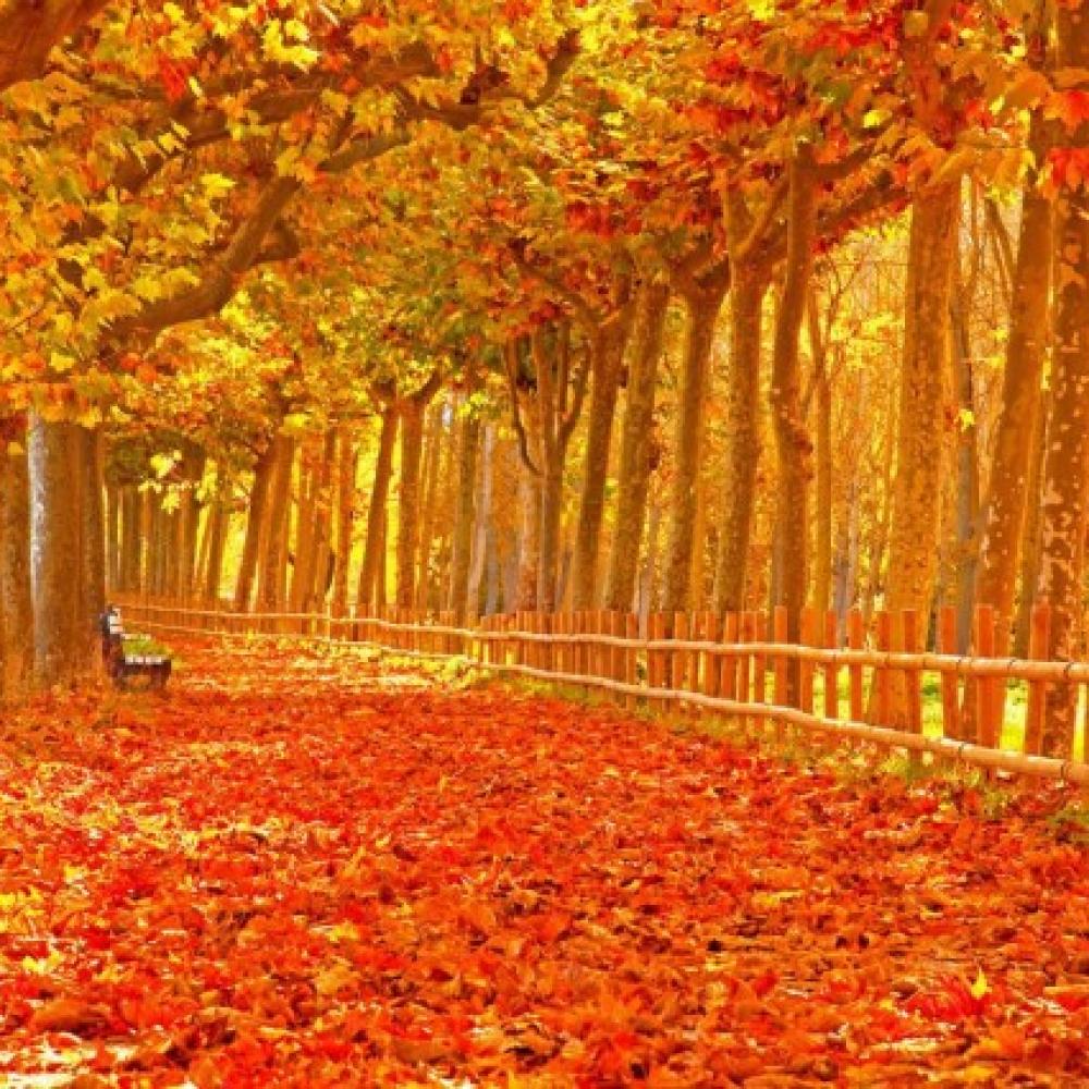 Обои 1582 Природа фотообои (Walldeco): фото, зображення, колір, малюнок