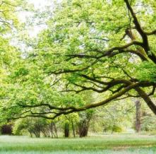 Обои 15833 Природа фотообои (Walldeco)