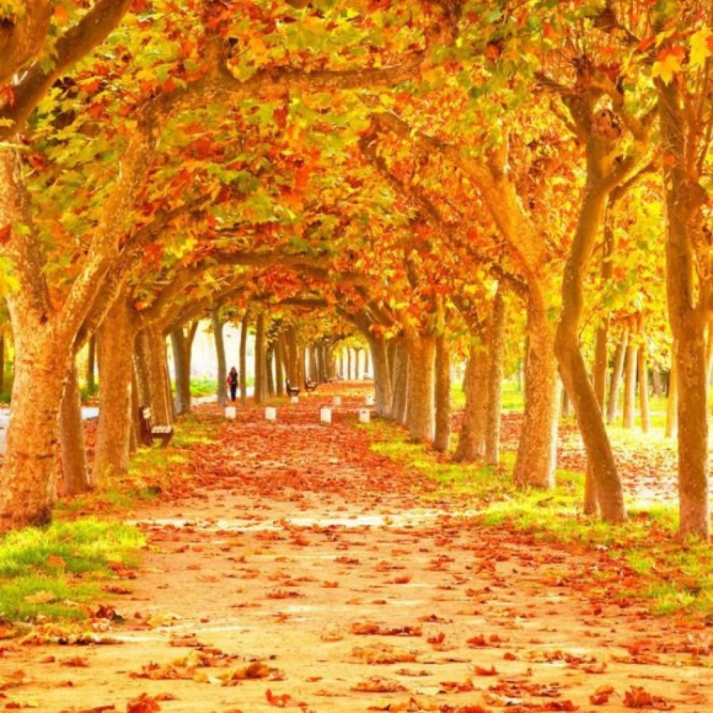 Обои 1596 Природа фотообои (Walldeco): фото, зображення, колір, малюнок
